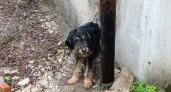 В Кирово-Чепецке собаку привязали к столбу и оставили умирать